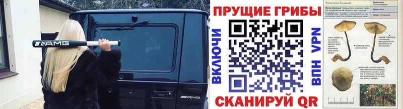 купить наркотик Данков Псилоцибиновые грибы GOLDEN TEACHER